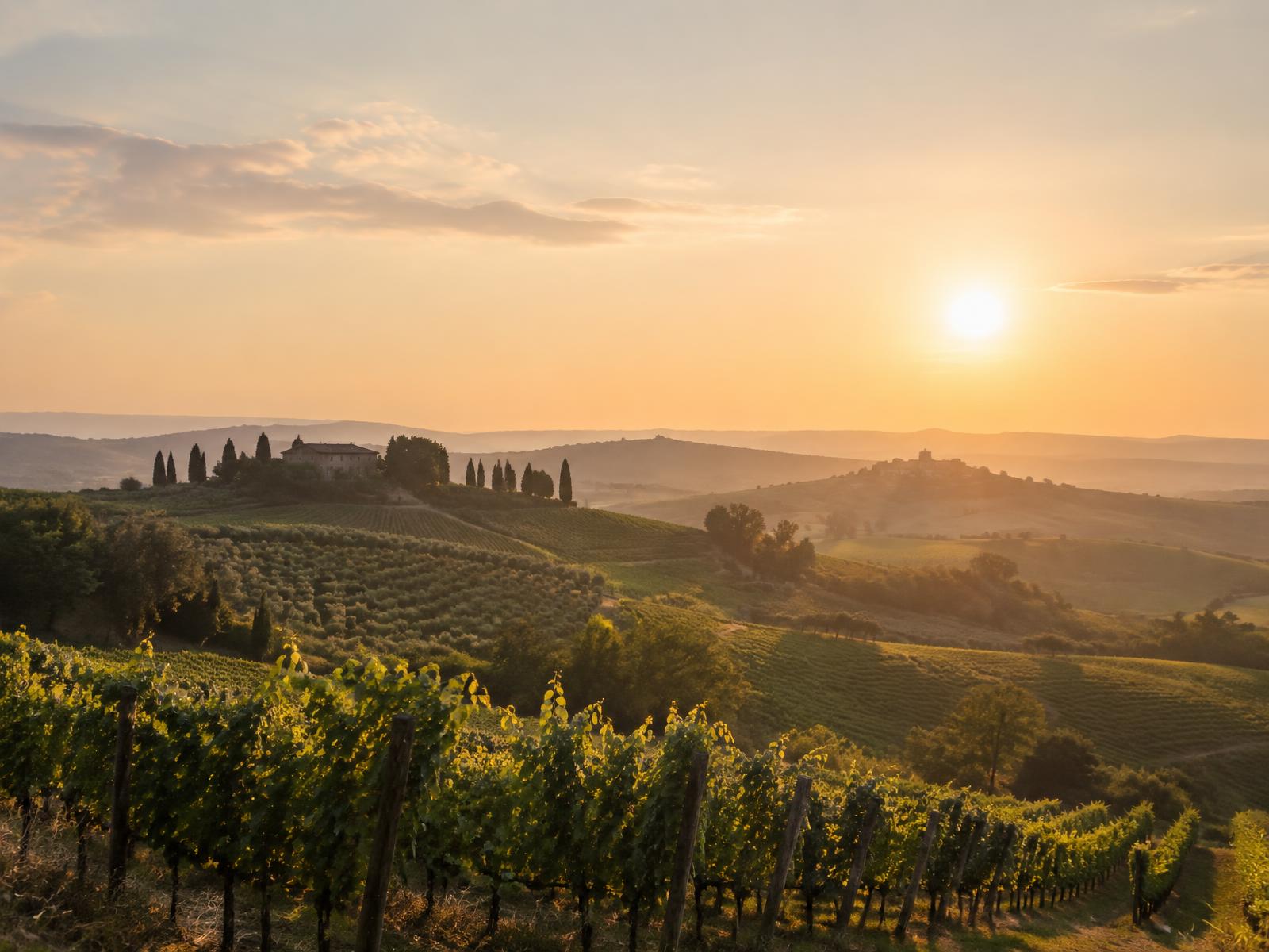 Esempio di sito di una cantina generato da Vinvito: vigneto al tramonto